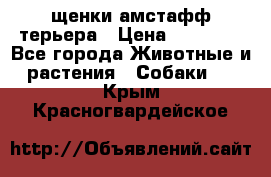 щенки амстафф терьера › Цена ­ 30 000 - Все города Животные и растения » Собаки   . Крым,Красногвардейское